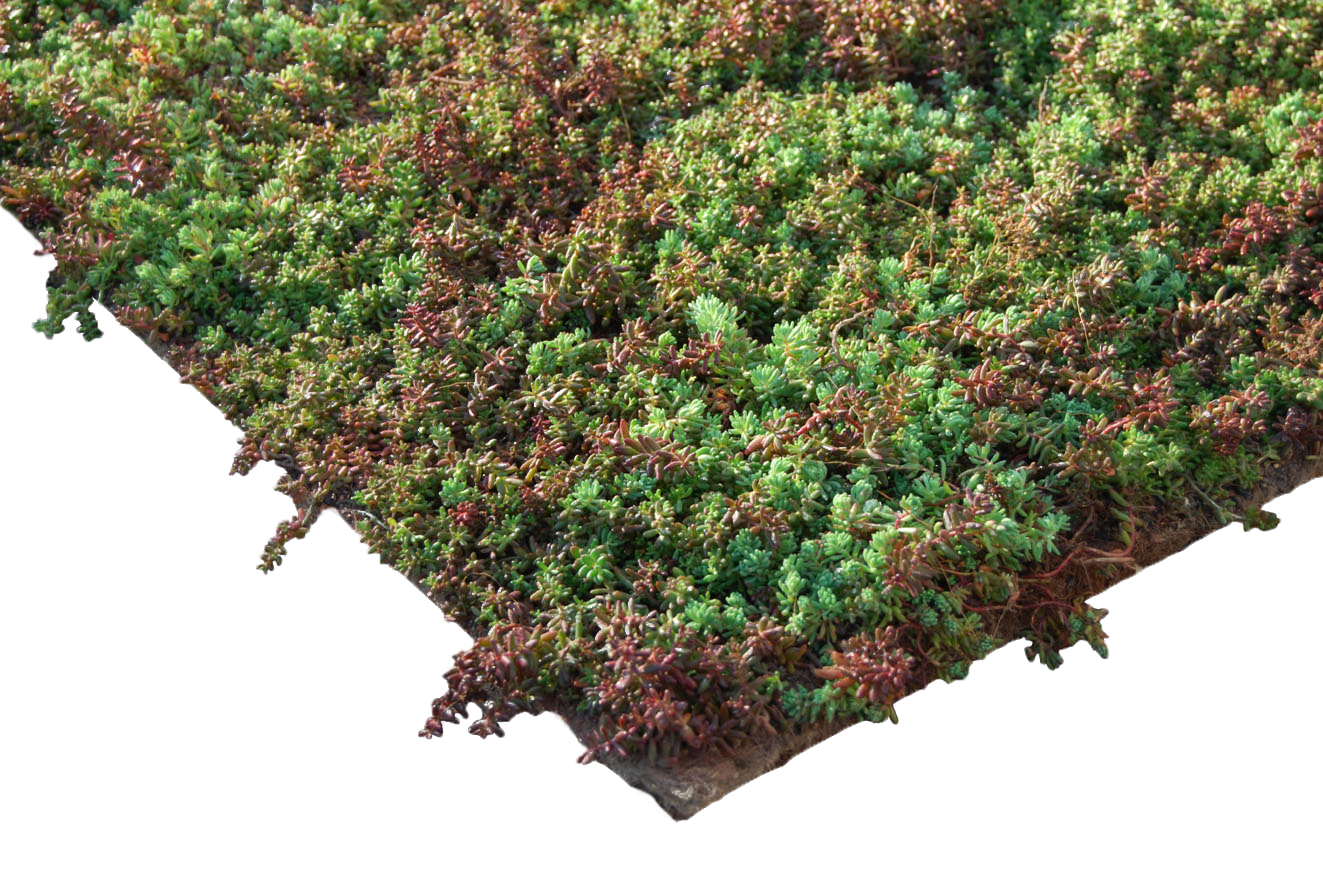 Zinco Pflanzenmatte Sedum, Kräuter, vorkultivierte Vegetationsmatte