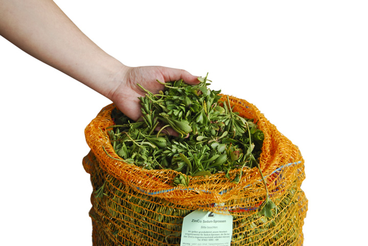 Zinco Sedum-Sprossen, Mischung aus mind. 4 versch. Arten, nicht lagerf.