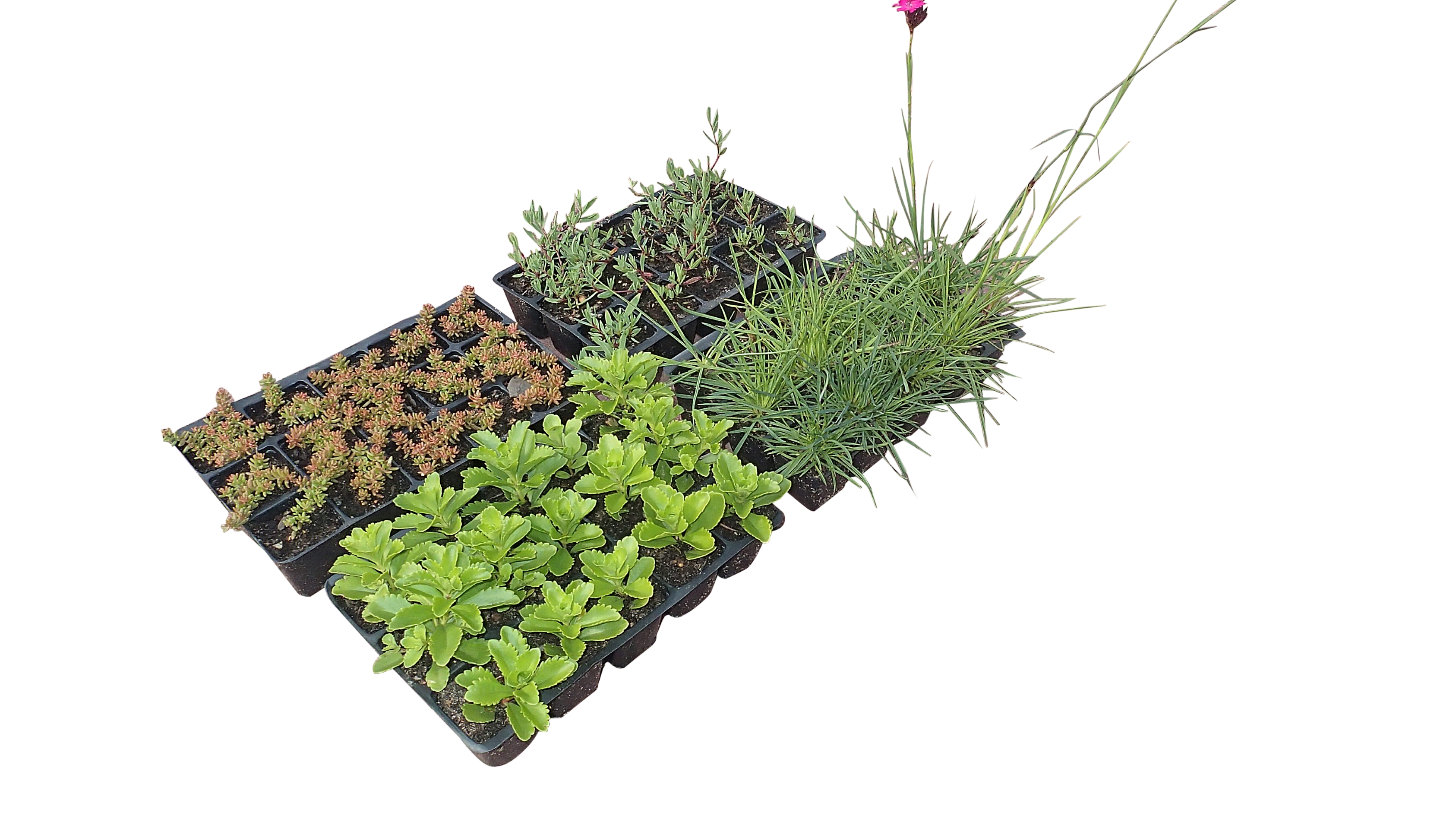 Zinco Flachballenpflanzen FB 4 X 15 Sedumteppich, 4 Platten à 15 Pflanzen