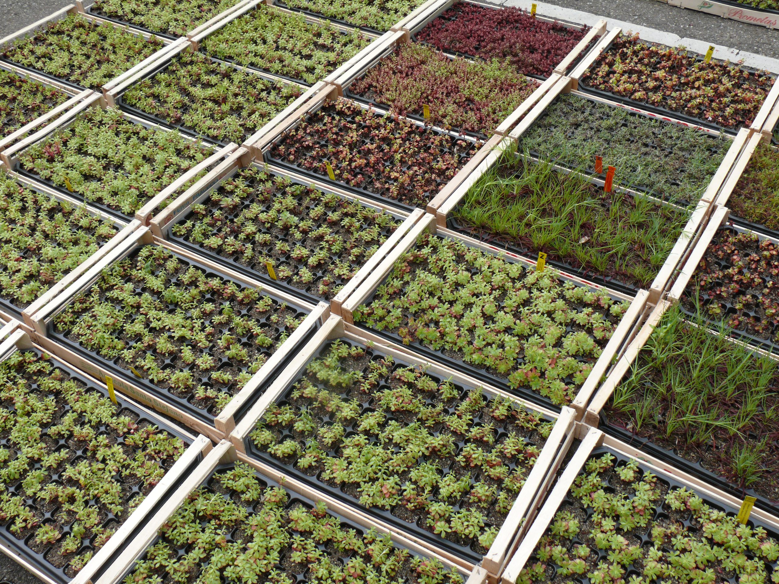 Zinco Flachballenpflanzen FB 50 Bienenweide, Platte à 50 Pflanzen